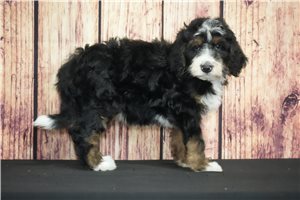 Elii - Bernedoodle for sale