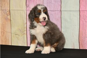 Stevie - Bernedoodle for sale