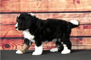 Mocha - Bernedoodle for sale