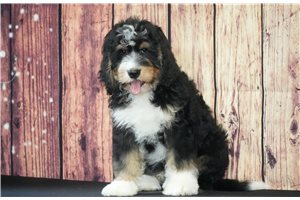 Titan - Bernedoodle for sale