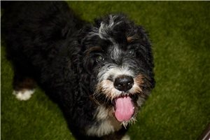 Sammy - puppy for sale