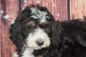 Elii - Bernedoodle for sale