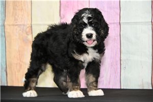 Bubbles - Bernedoodle for sale