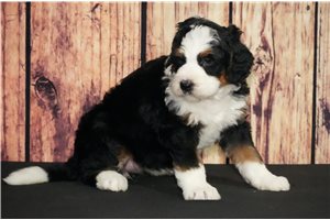 Janie - Bernedoodle for sale