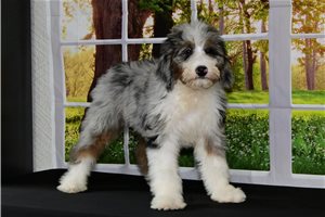 Yessica - Bernedoodle, placed in South Bend / Michiana