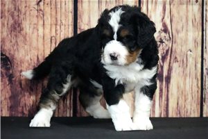 Gizmo - puppy for sale