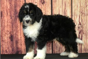 Louie - Bernedoodle for sale
