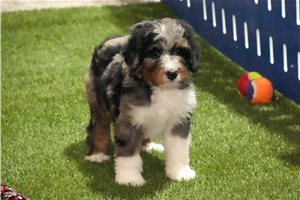 Suzy - puppy for sale