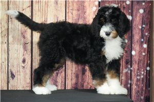 Lanie - Bernedoodle for sale