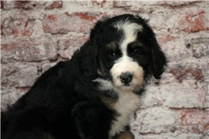 Gavin - Bernedoodle for sale