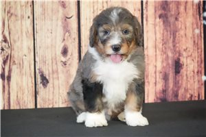 Deven - Bernedoodle for sale