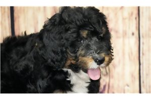 Sidney - Bernedoodle for sale