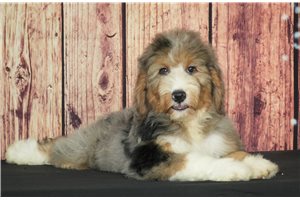 Muffin - Bernedoodle for sale