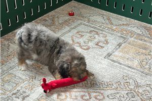 Rusty - Bernedoodle for sale