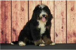 Cuddles - Bernedoodle for sale