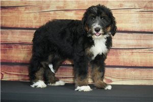 Harvey - Bernedoodle for sale