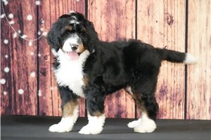 Lanie - Bernedoodle for sale