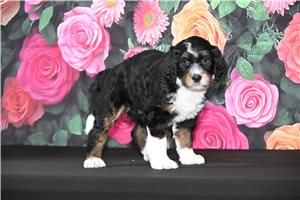Tessa - Bernedoodle for sale