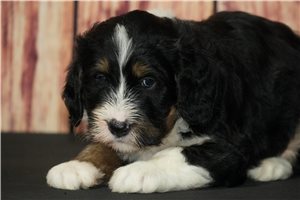 Mocha - puppy for sale