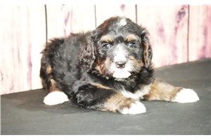 Indie - Bernedoodle for sale