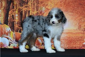Yessica - Bernedoodle for sale