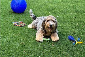 Rusty - Bernedoodle for sale