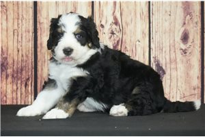 Klaus - Bernedoodle for sale