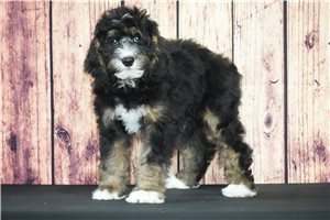 Indie - Bernedoodle for sale