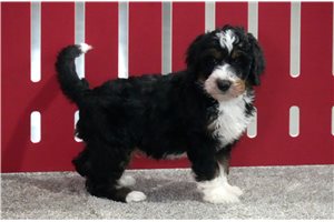 Maxx - Bernedoodle for sale