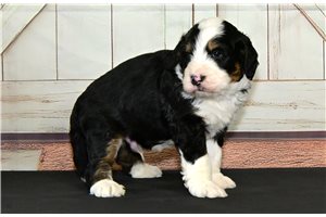 Dexter - Bernedoodle for sale