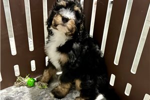 Dolly - Bernedoodle for sale