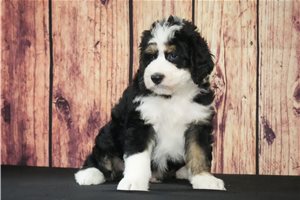 Klaus - Bernedoodle for sale