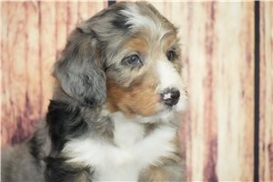 Muffin - Bernedoodle for sale