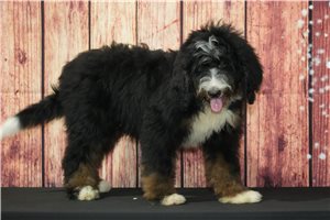 Wilhelm - Bernedoodle for sale