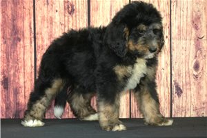 Gilbert - Bernedoodle for sale