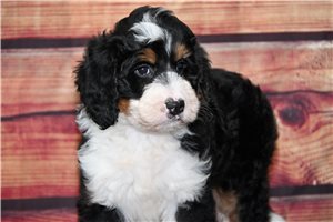 Paris - Bernedoodle for sale