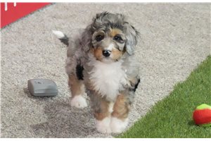 Toby - puppy for sale