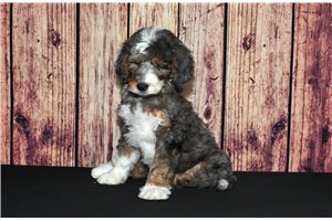 Carly - Bernedoodle for sale