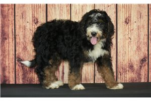 Elii - Bernedoodle for sale