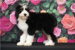 Lucia - Bernedoodle for sale