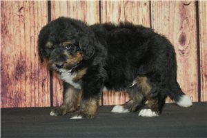 Gilbert - puppy for sale