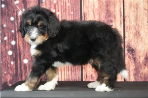 Wonton - Bernedoodle for sale