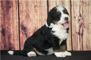 Loki - puppy for sale