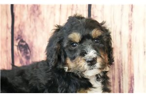 Big Mike - Bernedoodle for sale