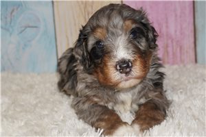 Alex - puppy for sale