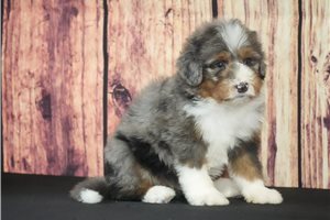 Bruin - Bernedoodle for sale