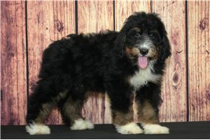 Wonton - Bernedoodle for sale