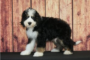 Klaus - puppy for sale