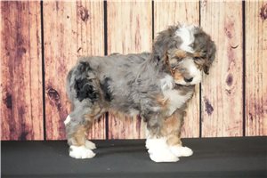Carly - Bernedoodle for sale