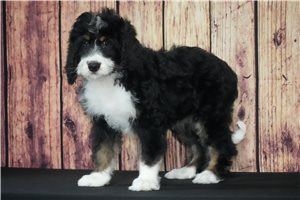 Violet - puppy for sale